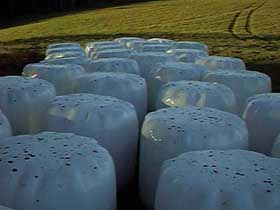 eggs in a field