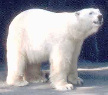 polar 1