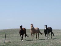 Nebraska, April 2003