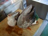 Picture from Tokyo's Tsukiji Wholesale (Fish) Market - click for a blowup and maybe some useful information.