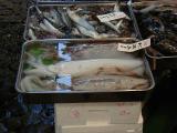 Picture from Tokyo's Tsukiji Wholesale (Fish) Market - click for a blowup and maybe some useful information.