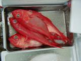 Picture from Tokyo's Tsukiji Wholesale (Fish) Market - click for a blowup and maybe some useful information.