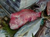 Picture from Tokyo's Tsukiji Wholesale (Fish) Market - click for a blowup and maybe some useful information.