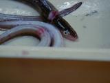 Picture from Tokyo's Tsukiji Wholesale (Fish) Market - click for a blowup and maybe some useful information.