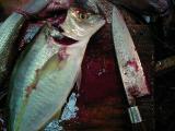 Picture from Tokyo's Tsukiji Wholesale (Fish) Market - click for a blowup and maybe some useful information.