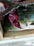 Picture from Tokyo's Tsukiji Wholesale (Fish) Market - click for a blowup and maybe some useful information.