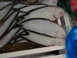 Picture from Tokyo's Tsukiji Wholesale (Fish) Market - click for a blowup and maybe some useful information.