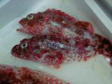 Picture from Tokyo's Tsukiji Wholesale (Fish) Market - click for a blowup and maybe some useful information.