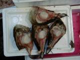 Picture from Tokyo's Tsukiji Wholesale (Fish) Market - click for a blowup and maybe some useful information.