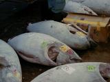 Picture from Tokyo's Tsukiji Wholesale (Fish) Market - click for a blowup and maybe some useful information.