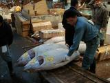 Picture from Tokyo's Tsukiji Wholesale (Fish) Market - click for a blowup and maybe some useful information.