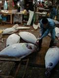 Picture from Tokyo's Tsukiji Wholesale (Fish) Market - click for a blowup and maybe some useful information.