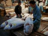 Picture from Tokyo's Tsukiji Wholesale (Fish) Market - click for a blowup and maybe some useful information.