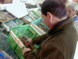 Picture from Tokyo's Tsukiji Wholesale (Fish) Market - click for a blowup and maybe some useful information.