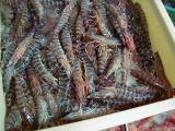 Picture from Tokyo's Tsukiji Wholesale (Fish) Market - click for a blowup and maybe some useful information.