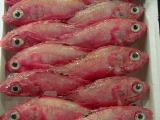 Picture from Tokyo's Tsukiji Wholesale (Fish) Market - click for a blowup and maybe some useful information.