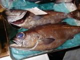 Picture from Tokyo's Tsukiji Wholesale (Fish) Market - click for a blowup and maybe some useful information.