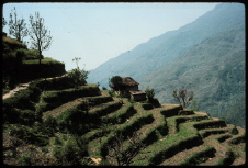 terraces