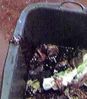 gutbucket